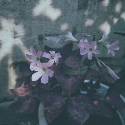 乐鱼彩票官网app下载